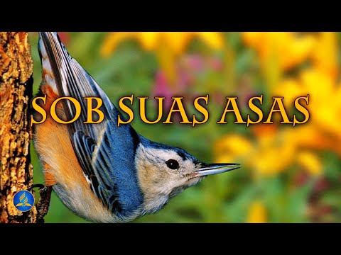 Hinário Adventista 357 - SOB SUAS ASAS