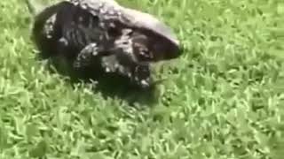 Download lagu Katak melompat kren banget buat terkejut mp3