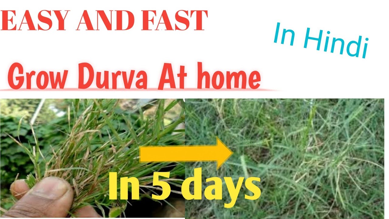 How to Grow Durva at Home | durva grass ganapati puja | durva grass kaise ugaye | doob grass kaise
