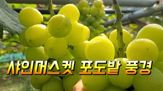샤인머스켓 청포도 주렁주렁 열린 모습 구경해 보세요