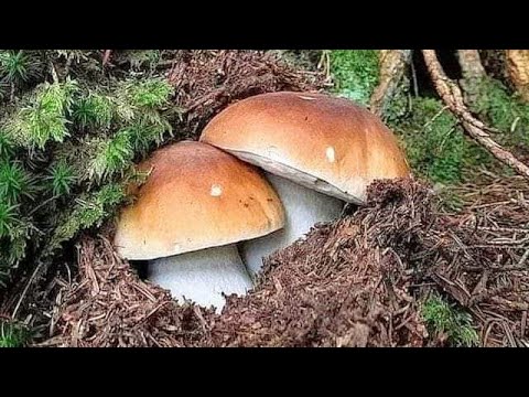 FUNGHI PORCINI | I funghi più belli!