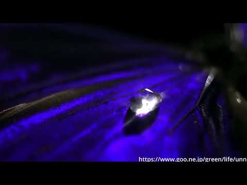 水滴を弾くモルフォチョウの翅