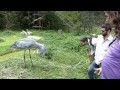 A humble chat with a Shoebill. (Balaeniceps rex)