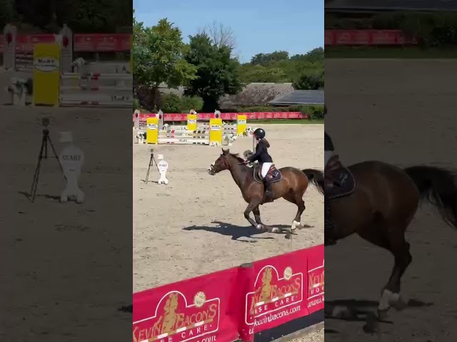 Hongre de 11 ans