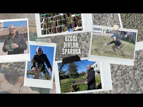 BOJE ZEMLJE Uzgoj divljih šparoga