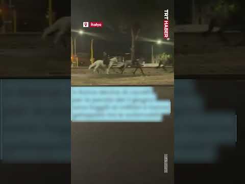 İtalya’da resmi geçit törenine katılacak atlar kaçtı