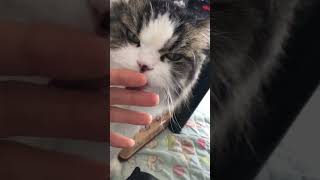 甘えん坊プンくんが手を舐めてくれたのでその手を見て臭くてビックリしちゃった動画のやつ！