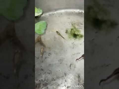 Guppy video