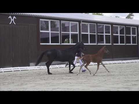 DORIE SF v. Dating AT NRW - De Niro (Hann)