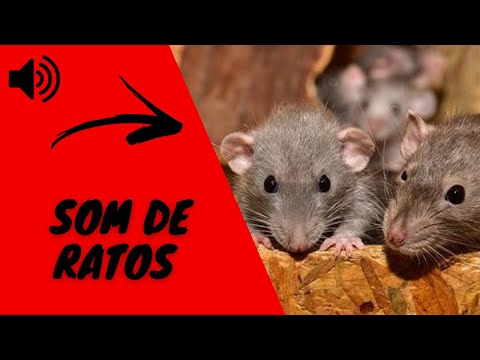 SOM DE RATOS I BARULHO DE RATOS I GRITOS DE RATOS