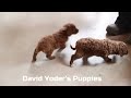 Mini Goldendoodle dogs for sale: Josie - Video 1