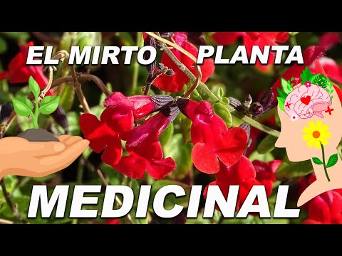 El Mirto, planta medicinal, cuidados y para que sirve