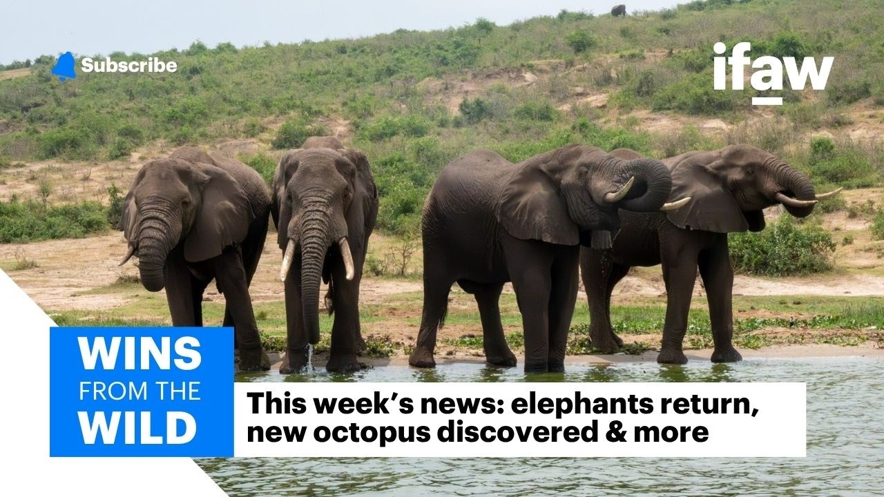 Elephants Return After 40 Years, New Octopus Discovered & More | Wins from the Wild