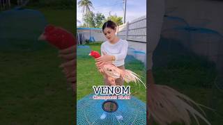 Download lagu Ayam pakhoy Venom thailand #ayambangkok #ayambangkokindonesia #pakhoy #viral #konten #fyp mp3