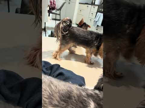 Czi(3)dogs and Santiago - naughty puppy :D