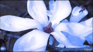 Mirabai Ceiba Ajai Alai