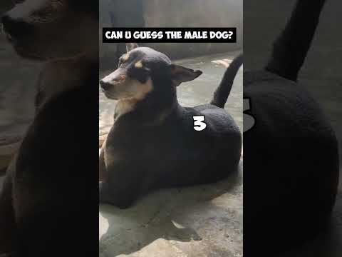 Swasti XYZ and SwastiLovesAnimals