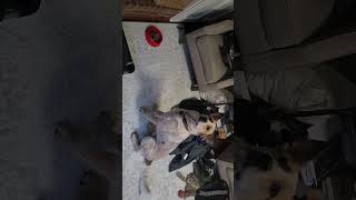 Video preview image #1 Mutt Puppy For Sale in Garden City, NY, USA