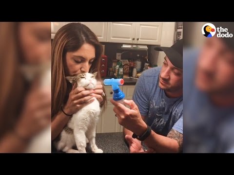 Cat Couple Only Adopt Special Needs Cats | The Dodo