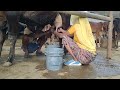 Women Cow Milking