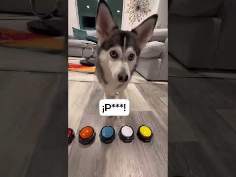 Sapphie the Pomsky talks about relationships