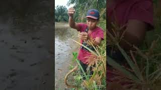 Download lagu rejeki nomplok!!! belutnya super.#shorts mp3