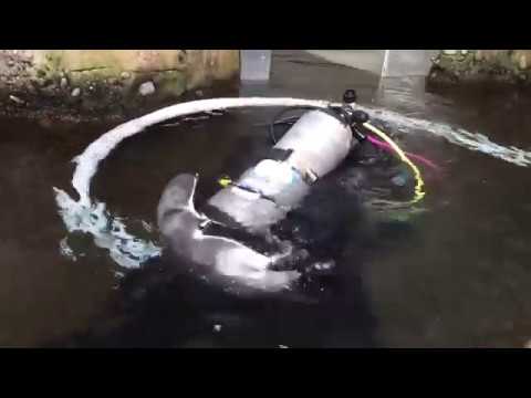 download lagu mp3 mp4 Nacho Penguins, download lagu Nacho Penguins gratis, unduh video klip Nacho Penguins