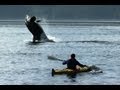 Amazing Orca Dolphins Leap From The Water Deadly 60 BBC Earth