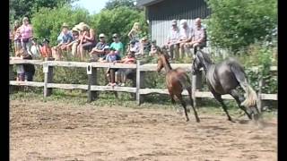 preview picture of video 'Hengstfohlen von Cascadello - Legolas - Quinar - Grundyman XX'