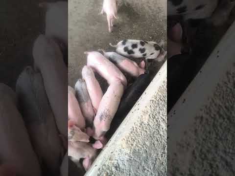 Large white pig breeding pigs, 40, 2