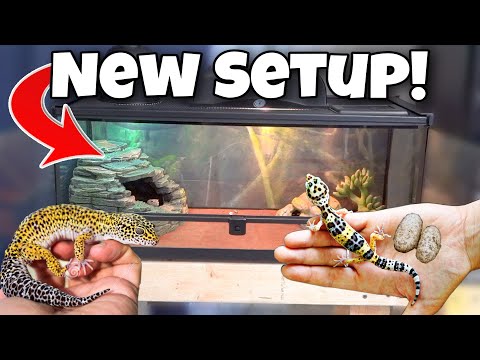 My Leopard Geckos *NEW* Cage Setup!!