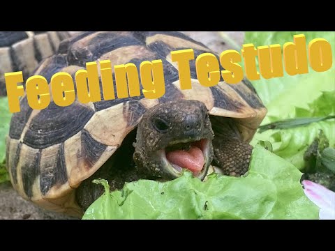Feeding Testudo