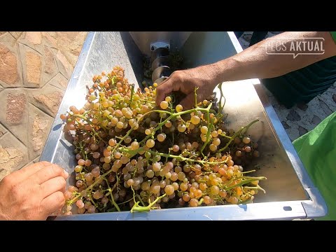 Szüretkezdés püspöki áldással