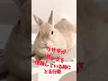 うさぎが飼い主を信頼している時にとる行動　 shorts bunny rabbit うさぎ　 ウサギ