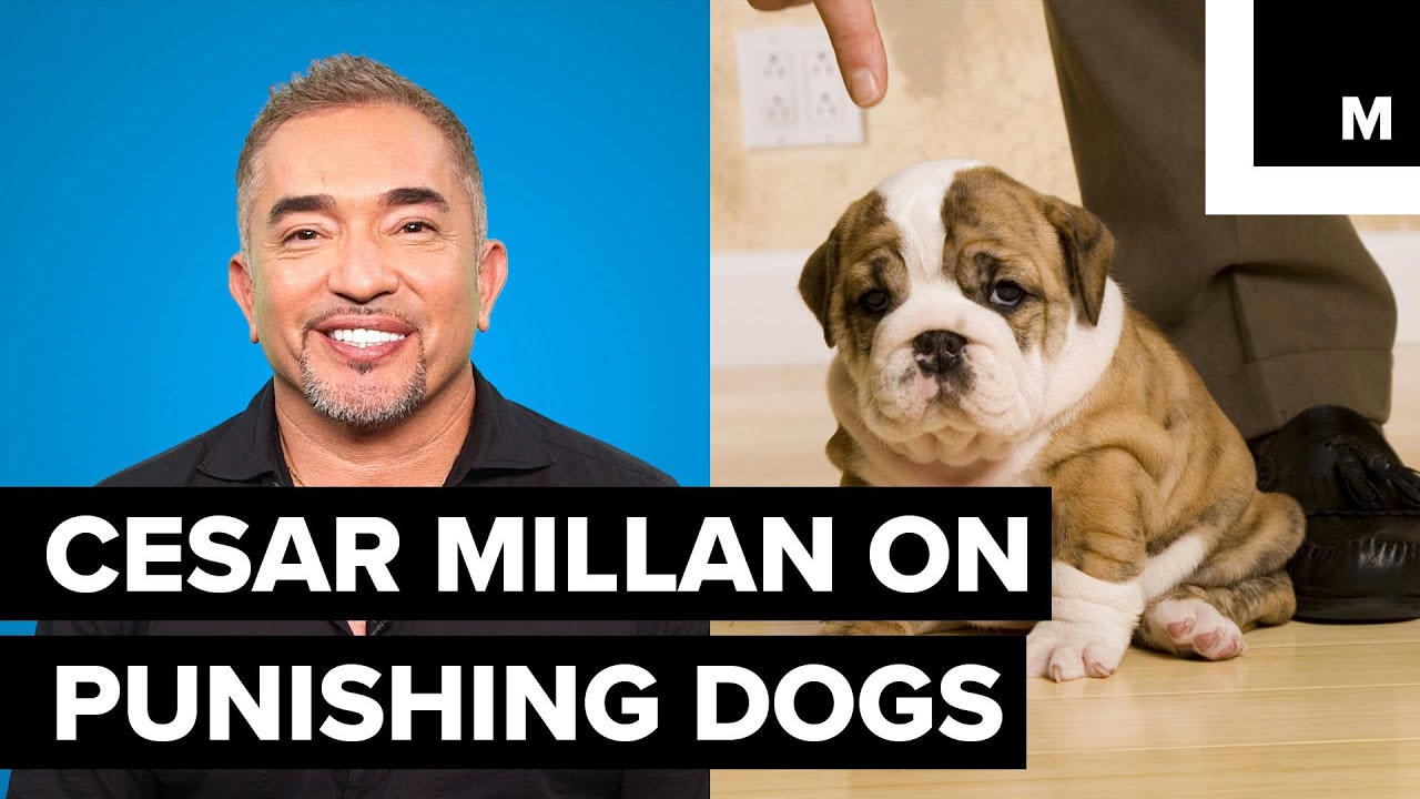 Cesar Millan's effective doggy training
