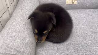 ハーフ犬の動画01