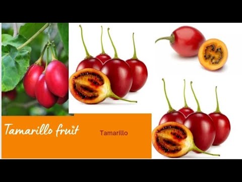 Tree Tomato Tomatoes Fruit / Tamarillo / Arbol Tomate