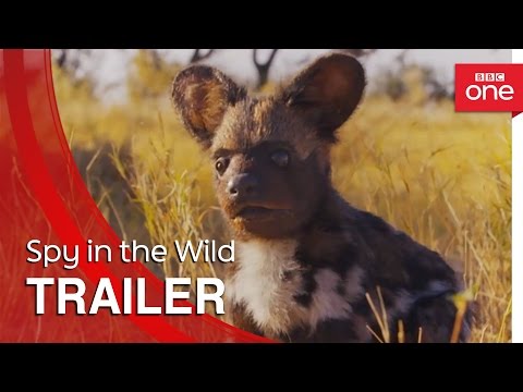 Video trailer för Spy in the Wild: Trailer - BBC One