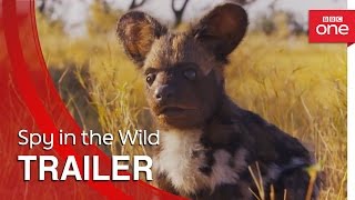Spy in the Wild: Trailer - BBC One
