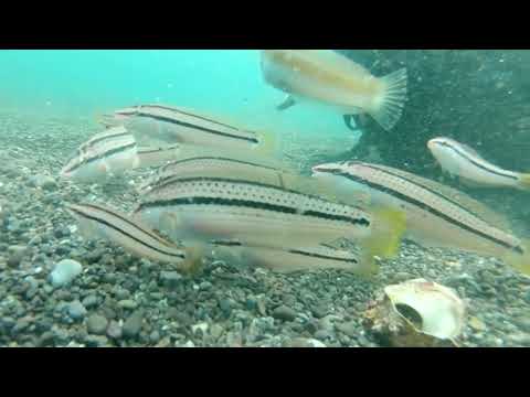 やまぐち映像図鑑 NO.175 青海島スキューバ体験［長門市］ | Omijima Diving Experience [ Nagato-city ]