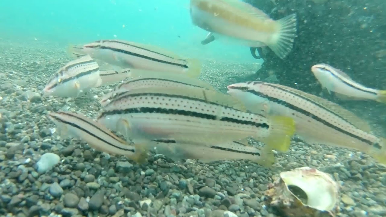 青海島スキューバ体験