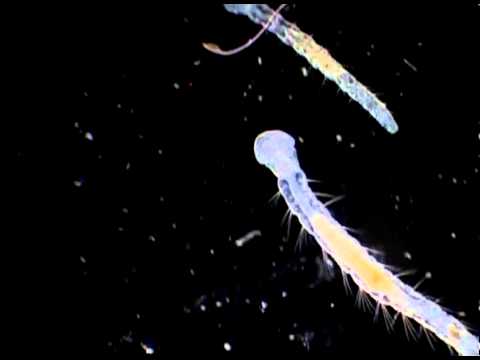 Parassita di un fiume anime Farmaci per helminths per adulti