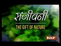 Sanjeevani: The gift of nature