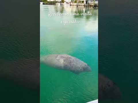 Uma mamãe peixe boi 🥰❤️