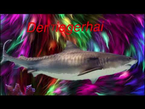 Der Tigerhai