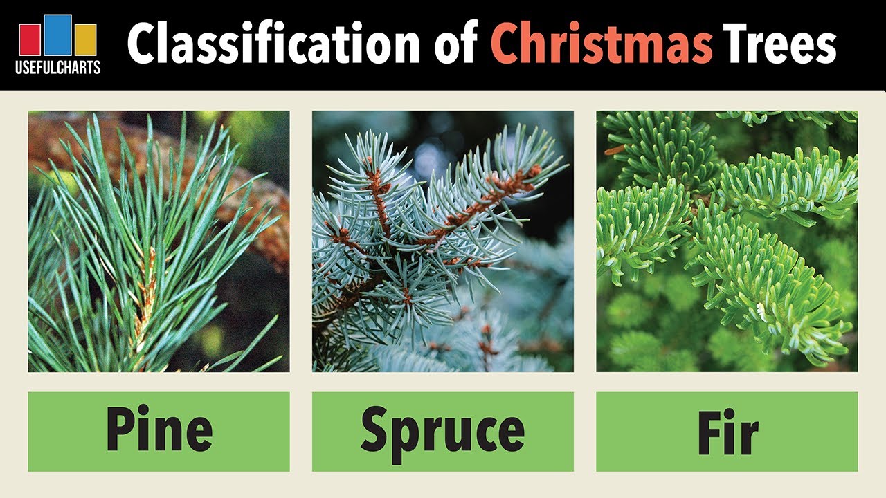 Classification of Christmas Trees & Other Conifers