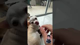 Download lagu Ciku ciku #dog niki niki awwwwwww #shorts mp3