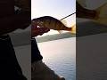 Video Thumbnail for Perch fishing #fishing #shorts