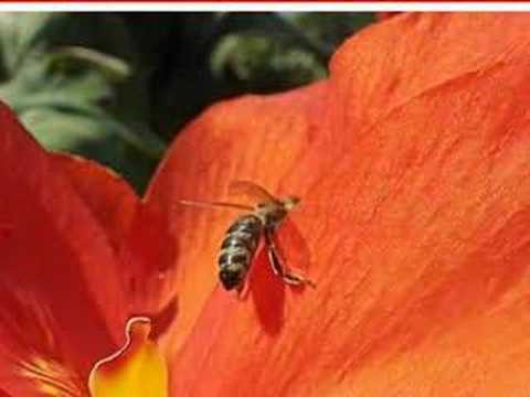 Lady in Red - Die Canna-Pflanze am Bodensee