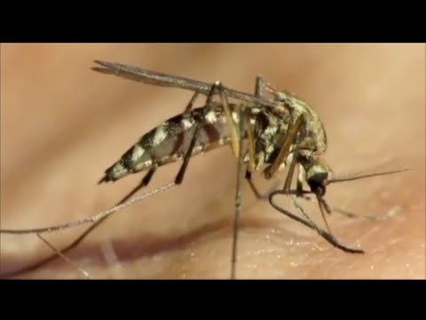 NJ Bergen County Man Dies From the West Nile Virus
